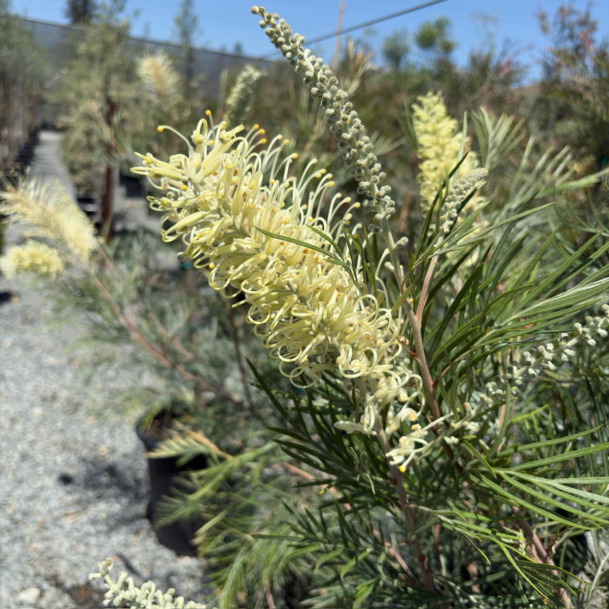 Moonlight Grevillea
