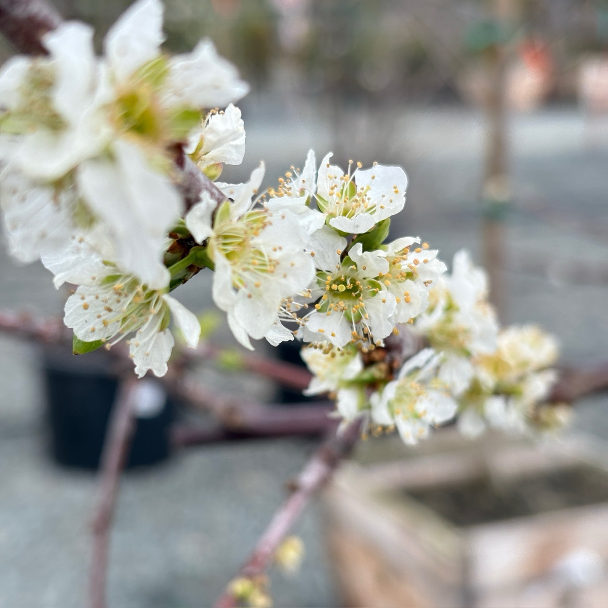 Dapple Dandy Pluot