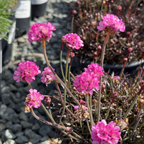 粉色红叶海石竹