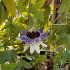 西番莲花-蓝色地平线