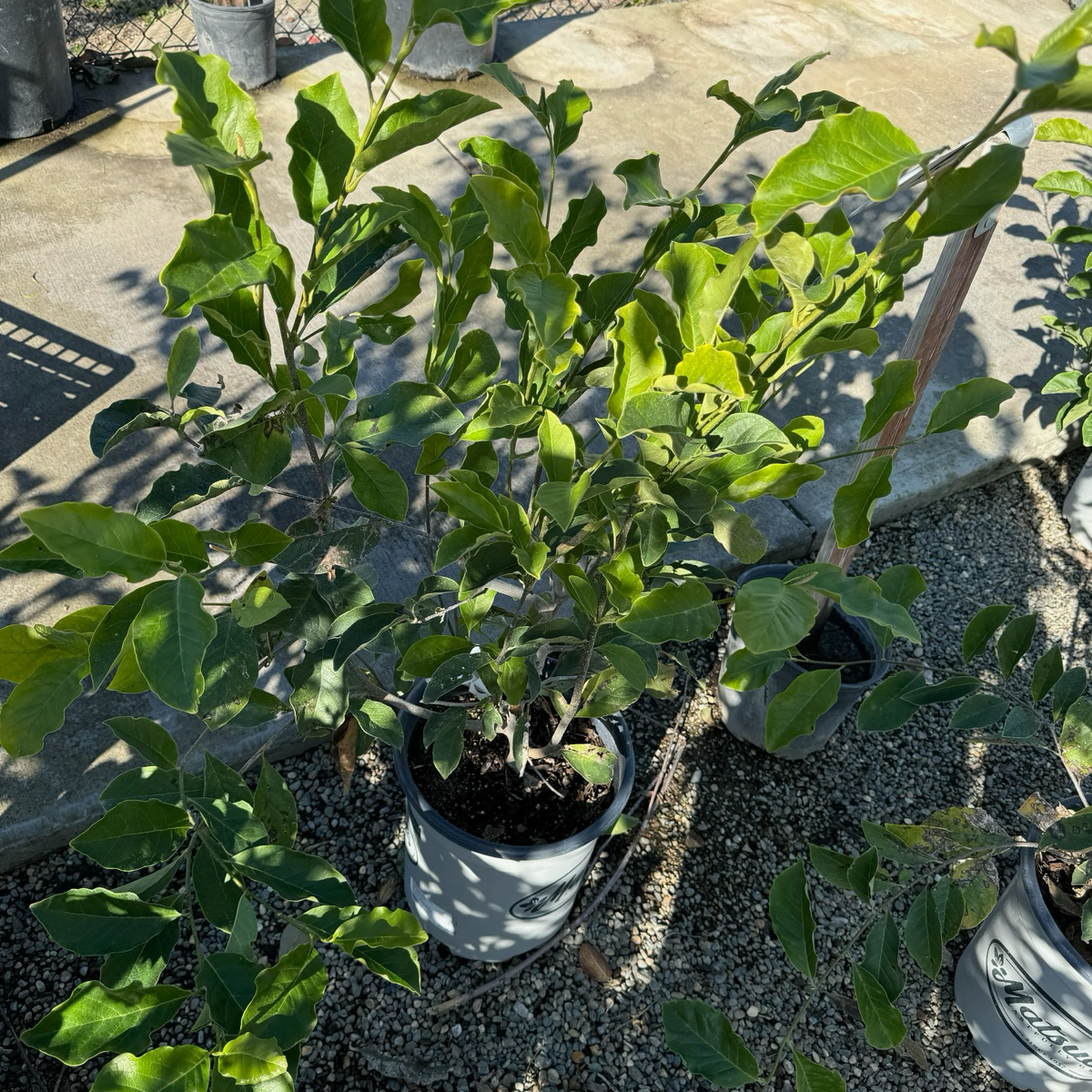 Jane Magnolia
