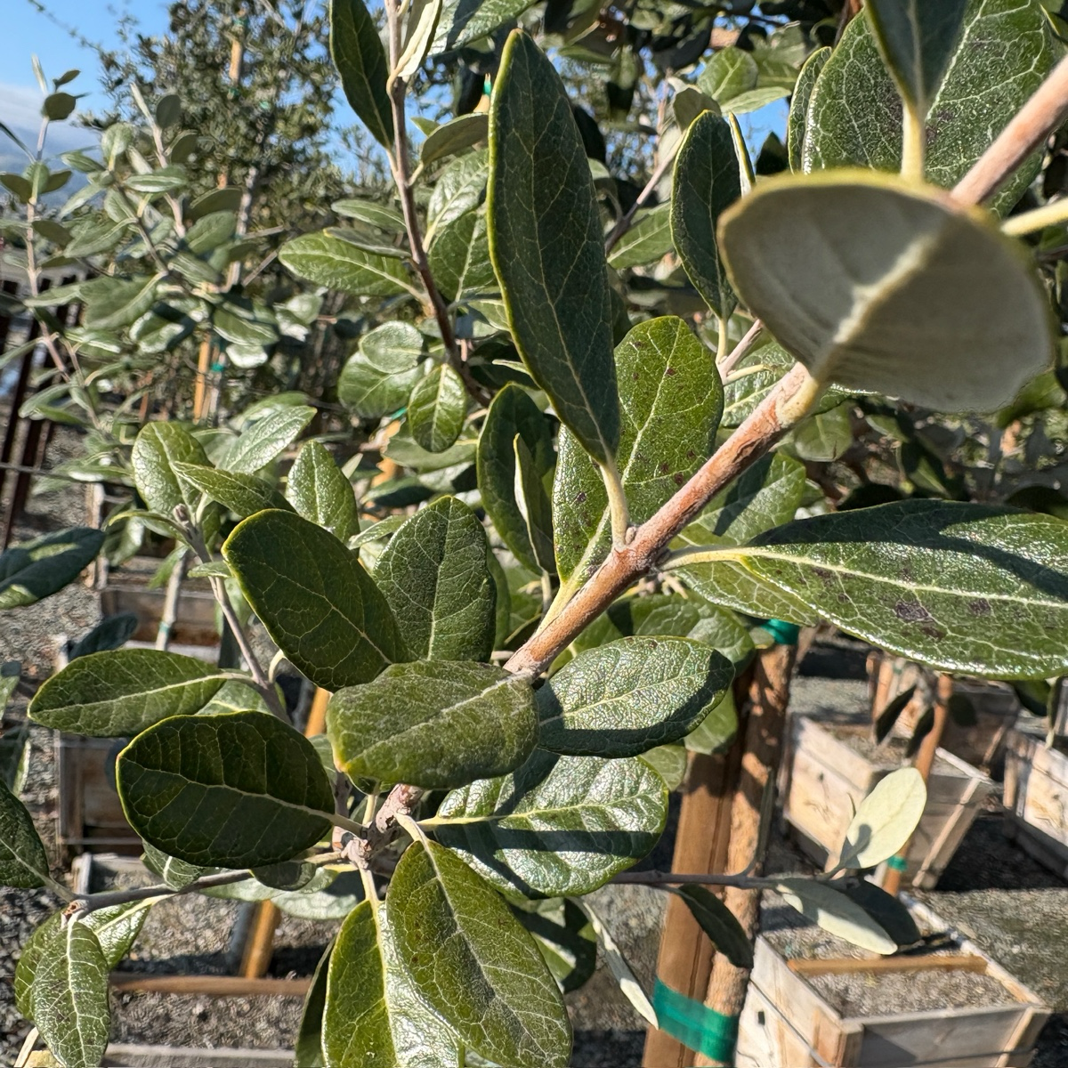 菲油果