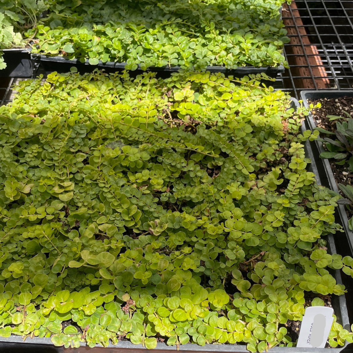 Moneywort Creeper Gold