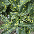 Spotted Laurel