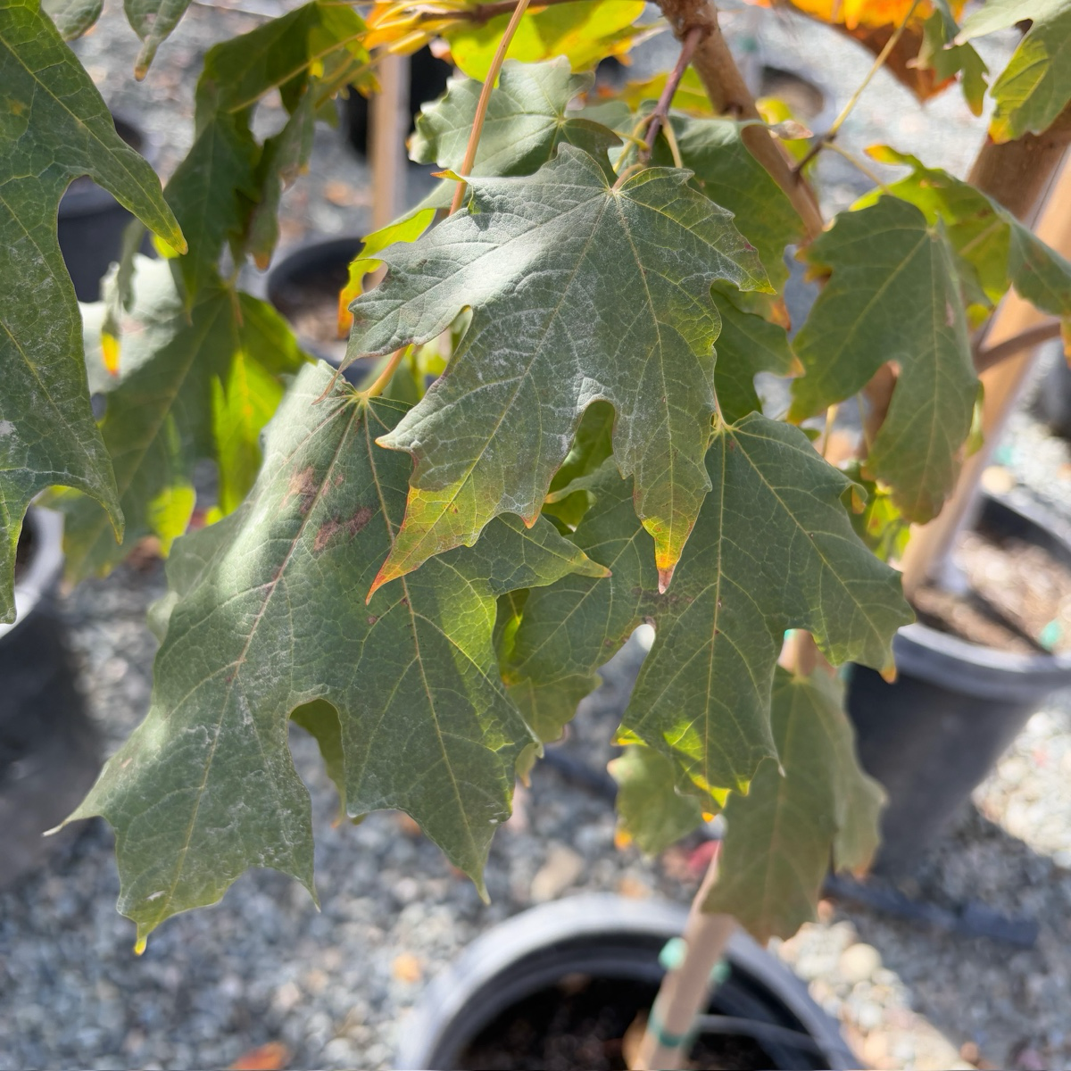Sugar maple