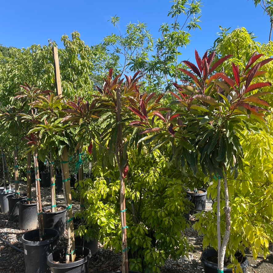 Bronze Loquat
