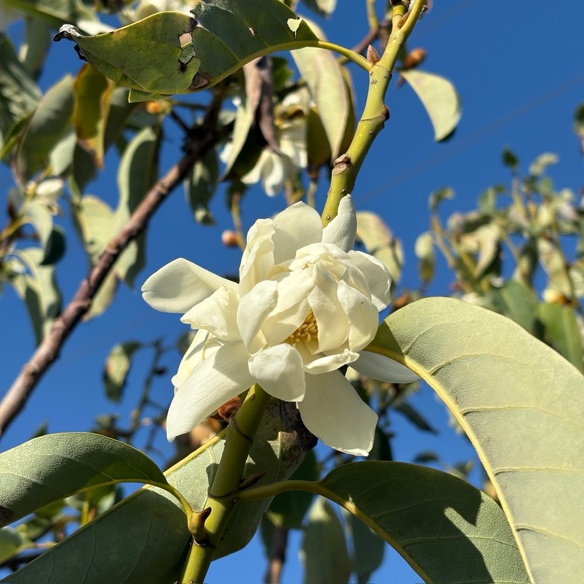 Silver Cloud Michelia