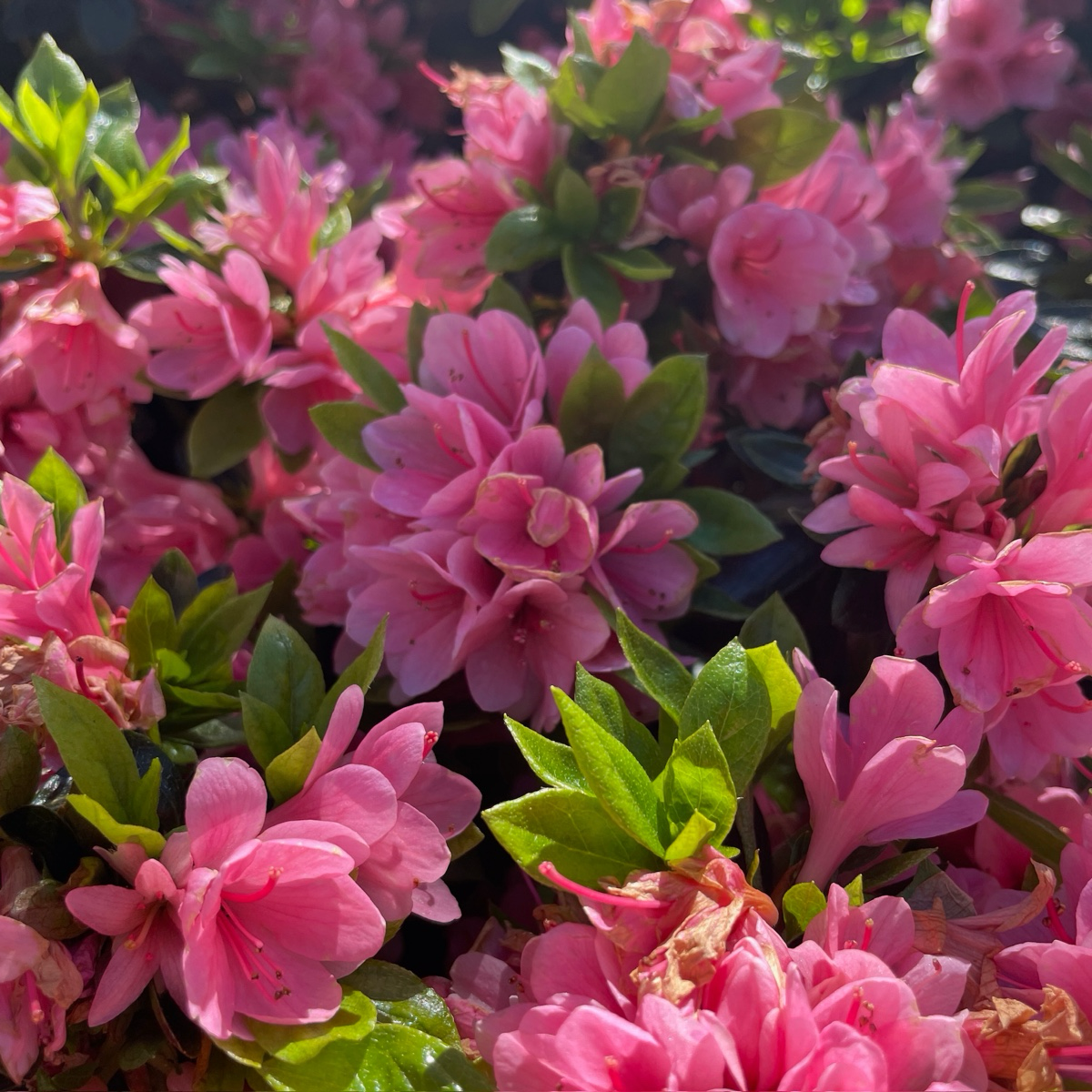 Azalea-Coral Bells