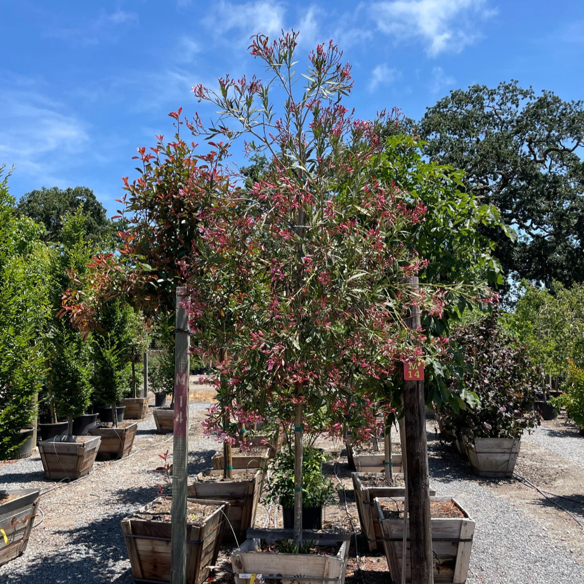 Single Pink Oleander