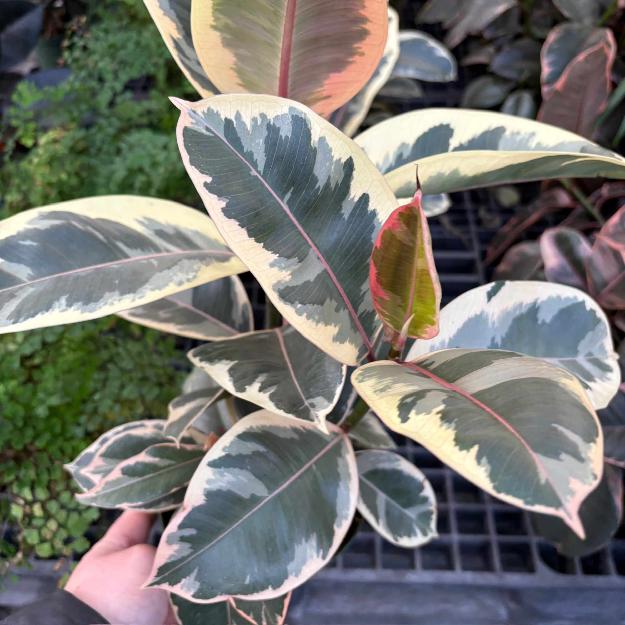 Ficus 'Tineke'