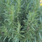 Tuscan Blue Rosemary 