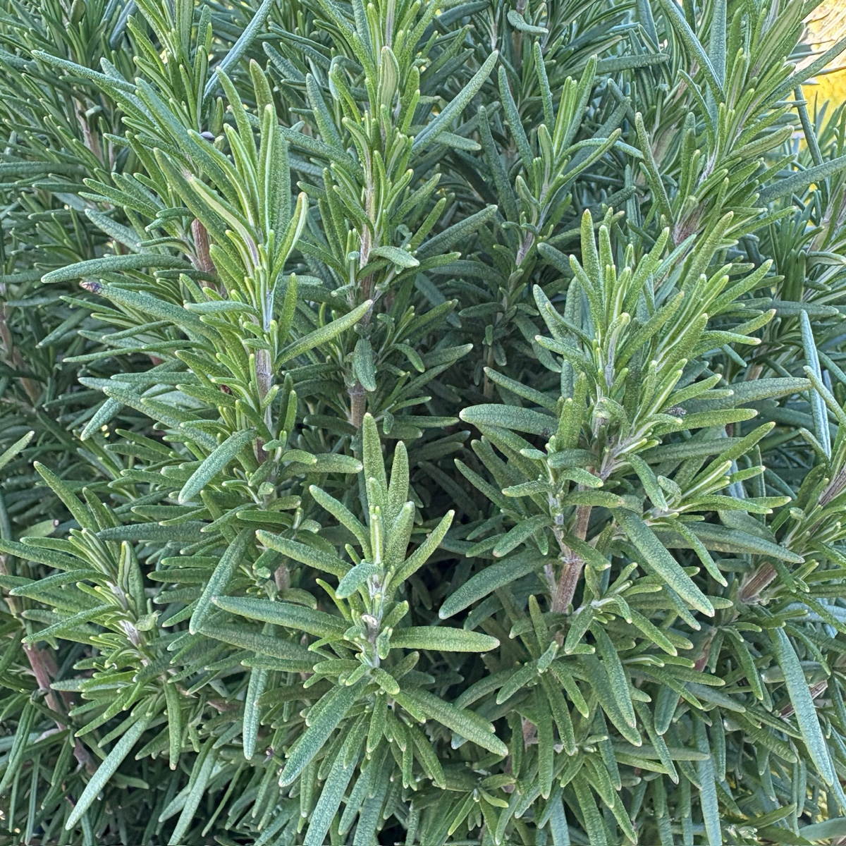 Tuscan Blue Rosemary 