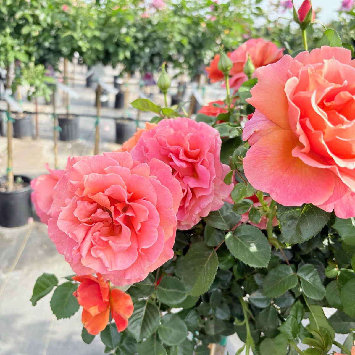 Easy Does It® Rose