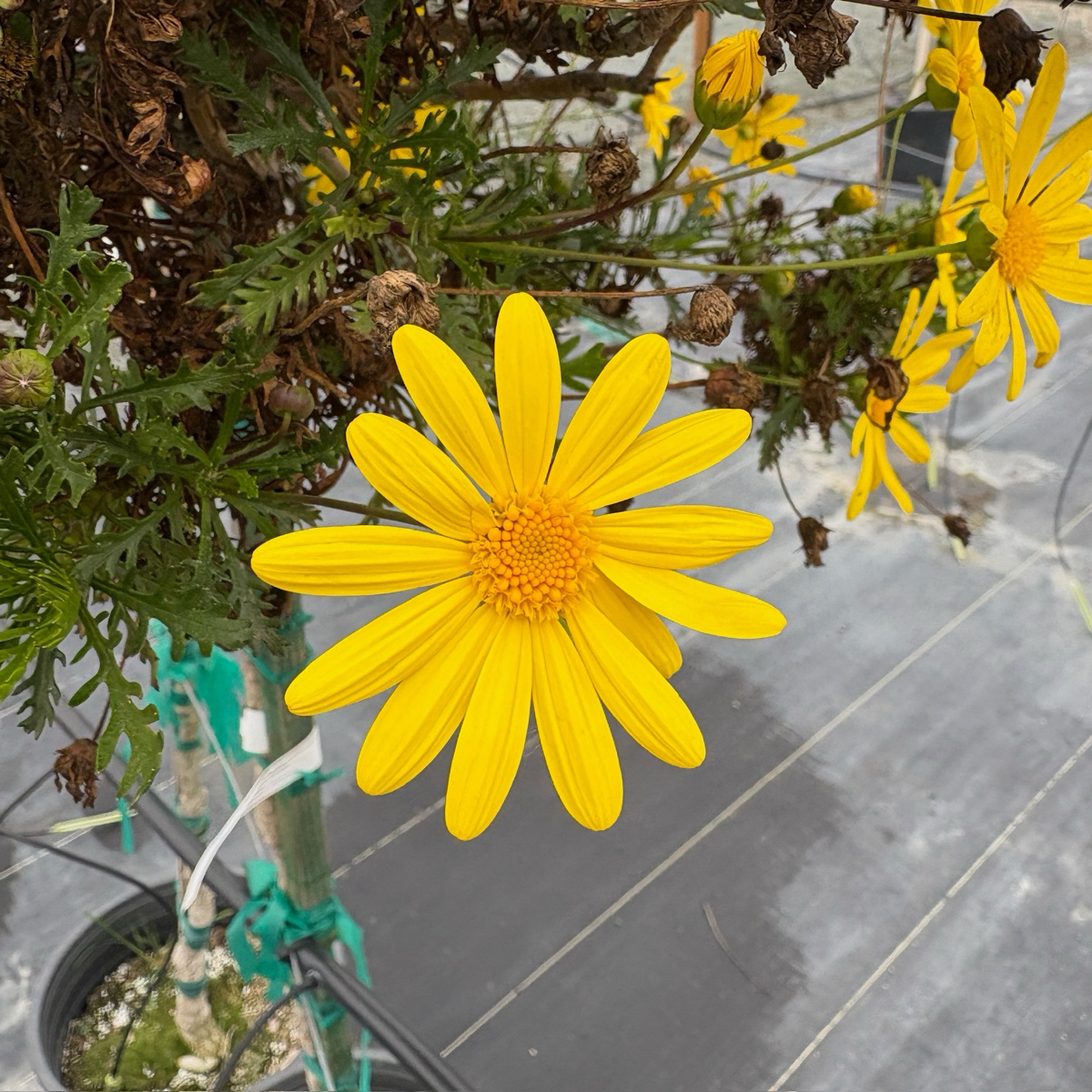 Green Leaved Bush Daisy