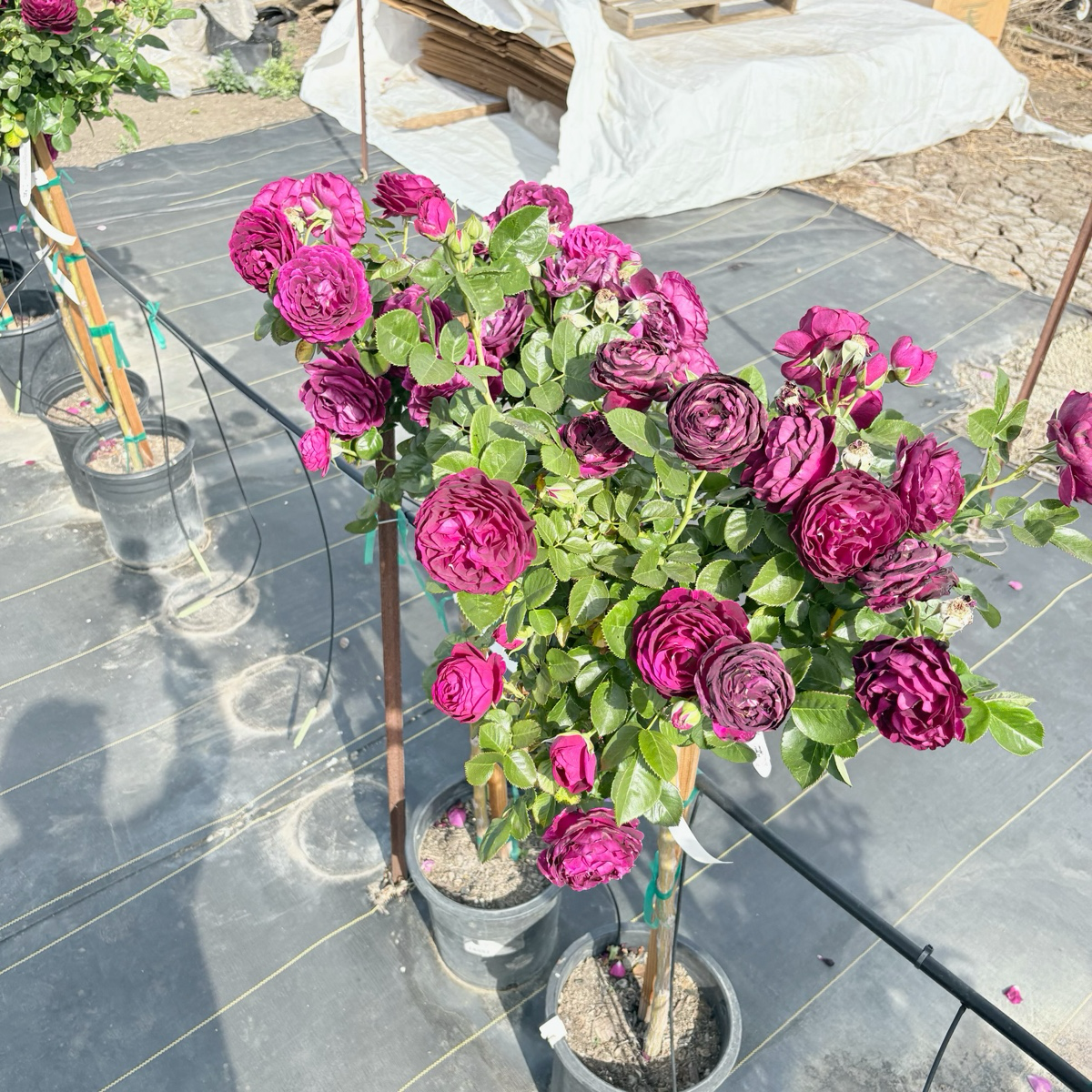 壮花月季-暮光之城