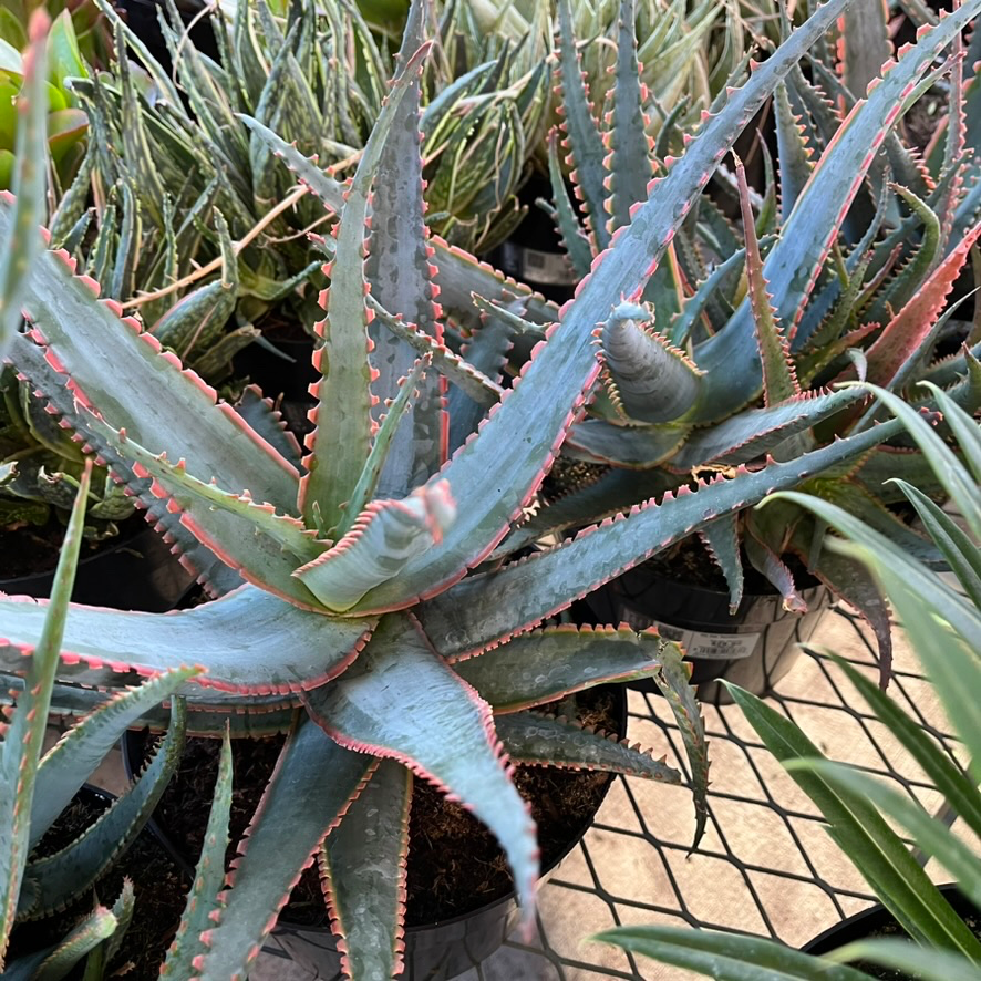 Swordfish Star Aloe
