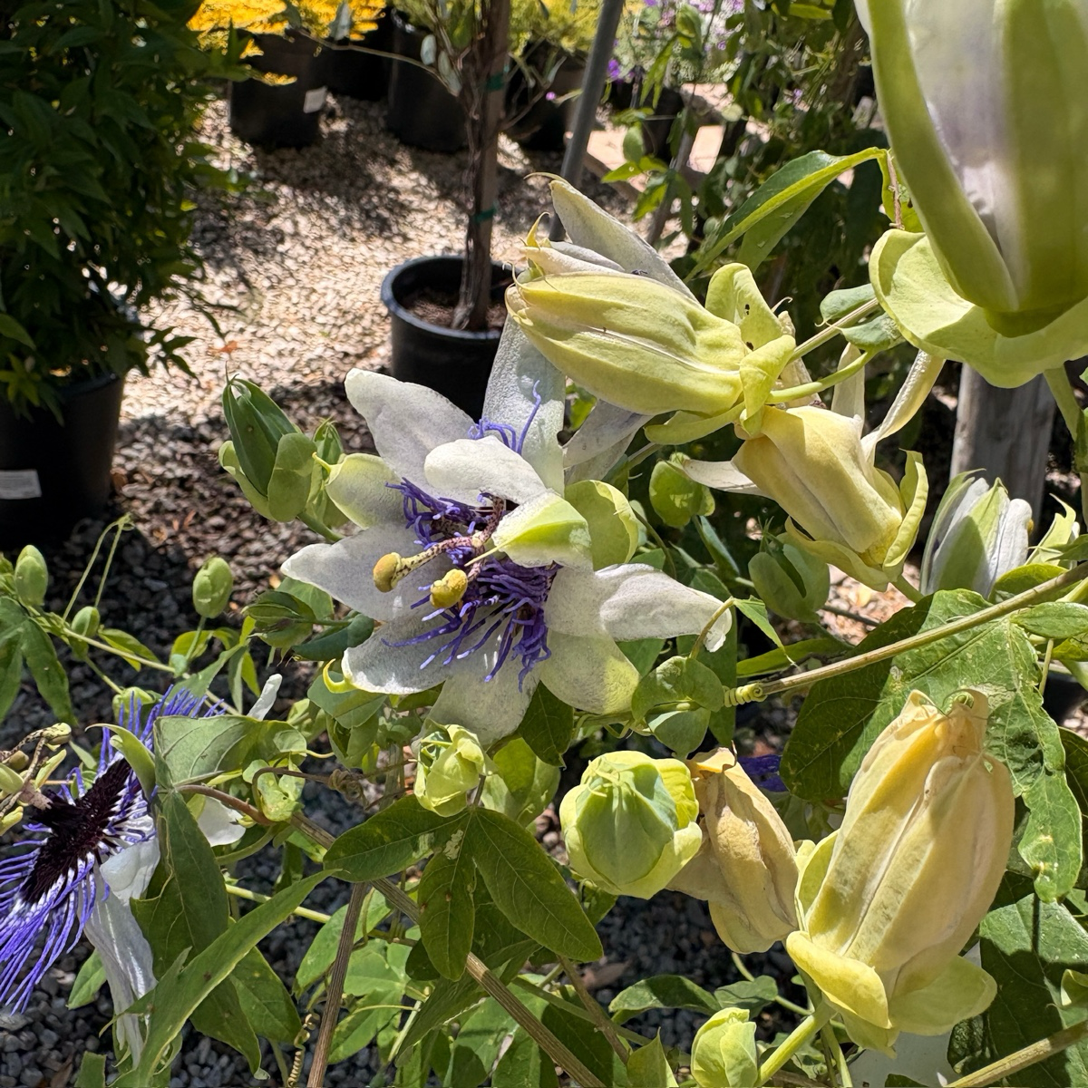 西番莲花-蓝色地平线