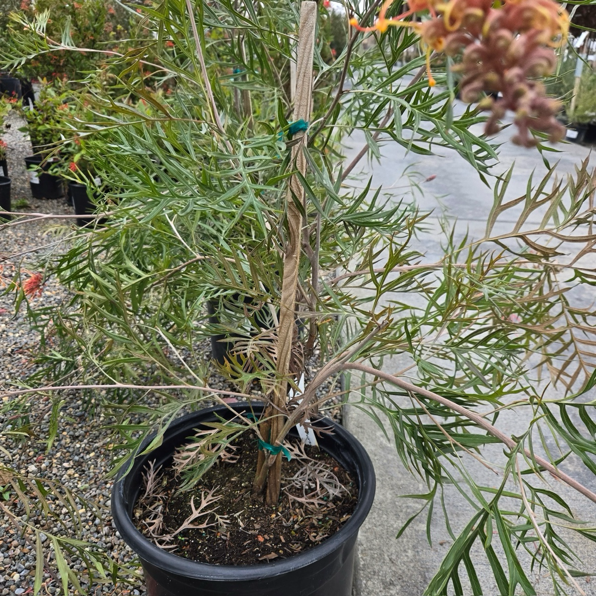 Superb Grevillea