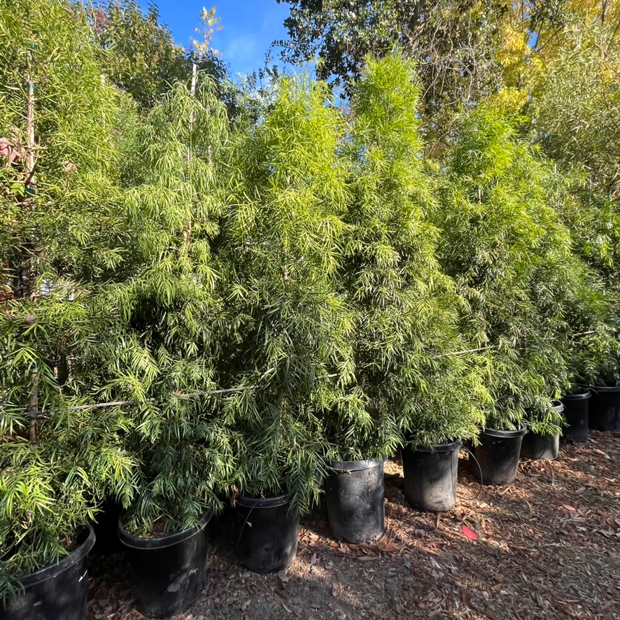 Fern Podocarpus