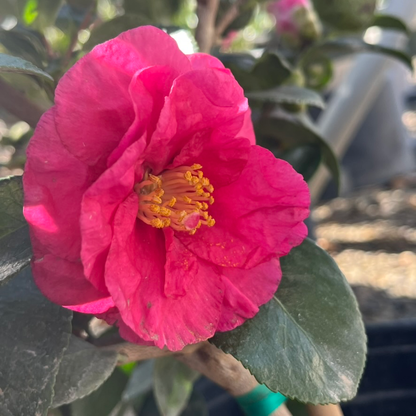 Camellia sasanqua-God of Wealth Camellia