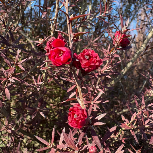 Ruby Glow New Zealand Tea Tree, Manuka