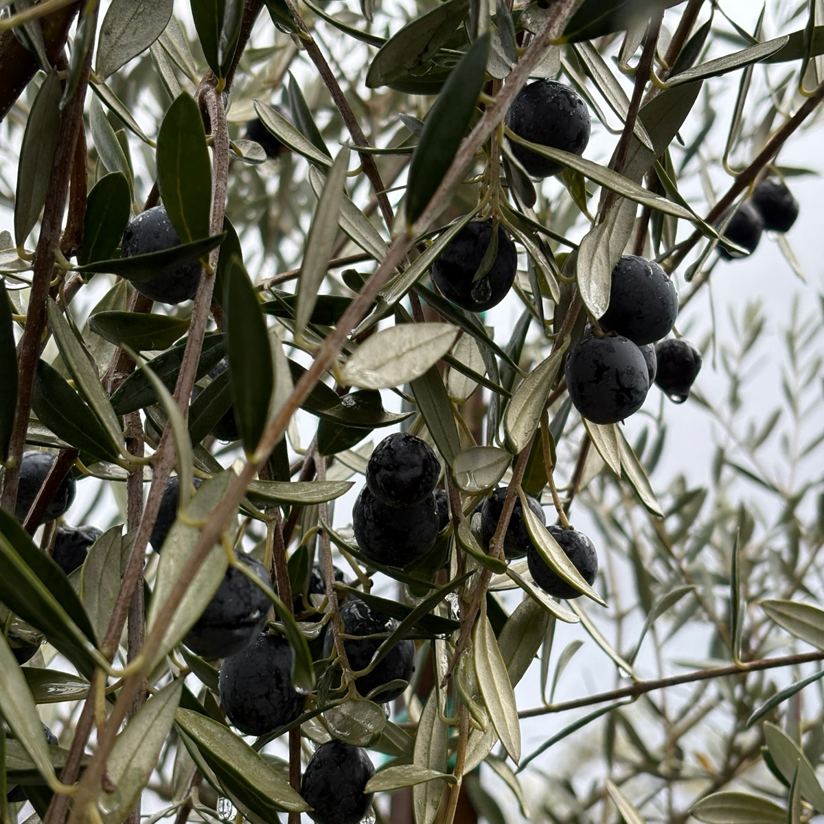 Manzanillo Olive