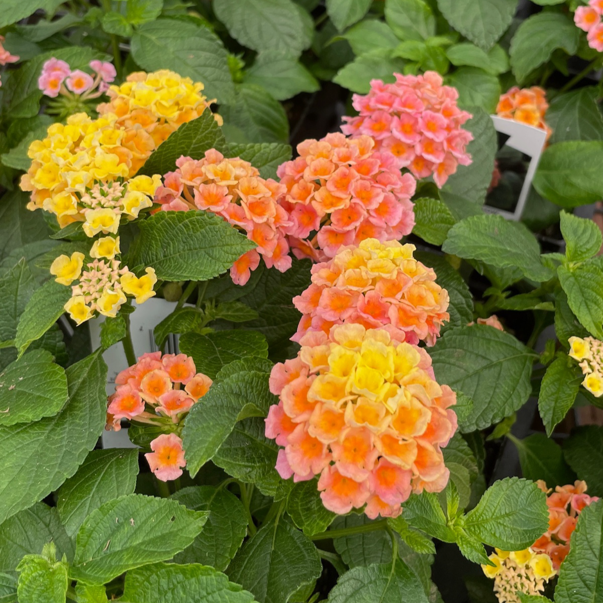 Radiation Lantana