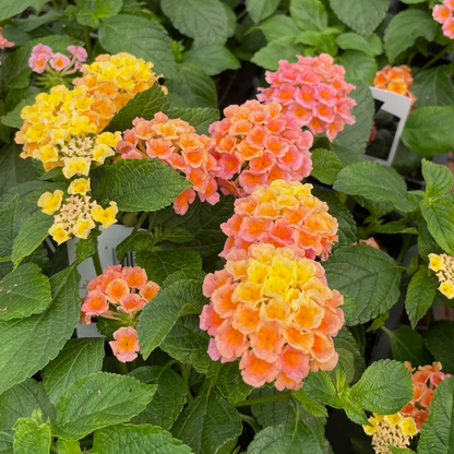Radiation Lantana
