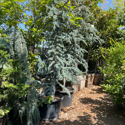 North African Cedar Tree - Blue Cedar