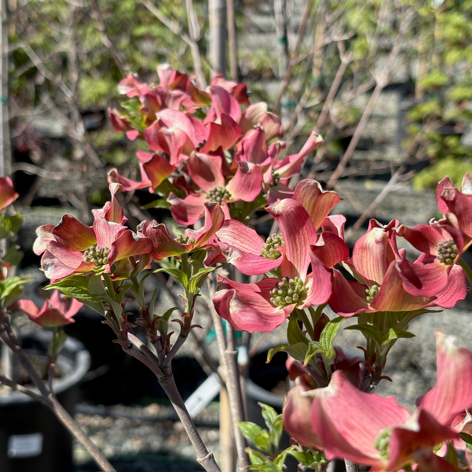Pink Flowering Dogwood