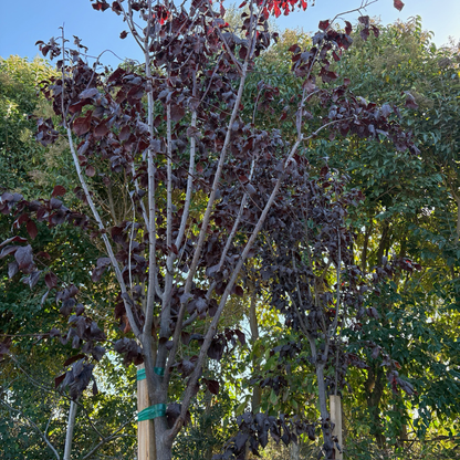 Purple Leaf Plum-Purple Black Leaf