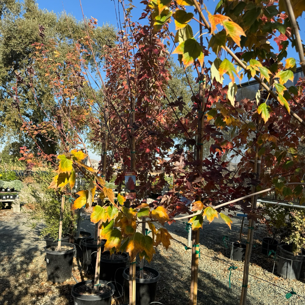 Redpointe ®Red Maple