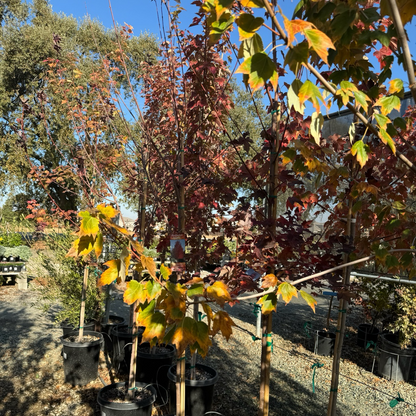 Maple-Acer rubrum