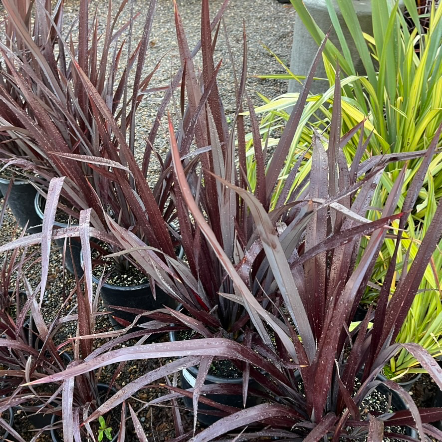 Black Adder New Zealand Flax