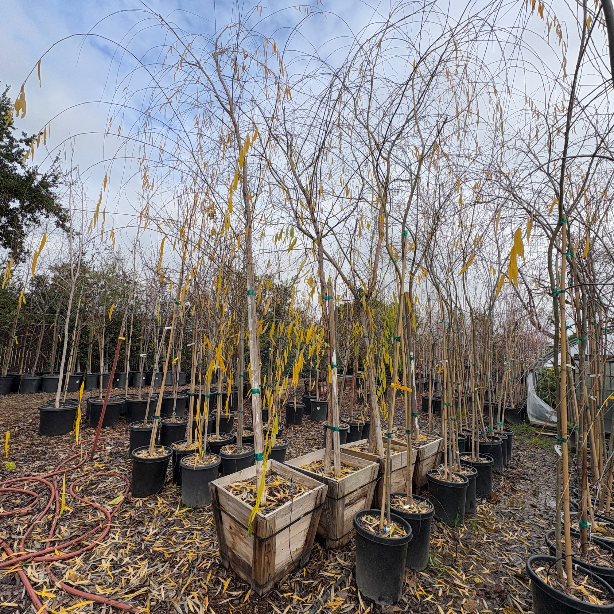 Weeping Willow