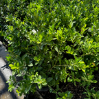 常盛栀子花