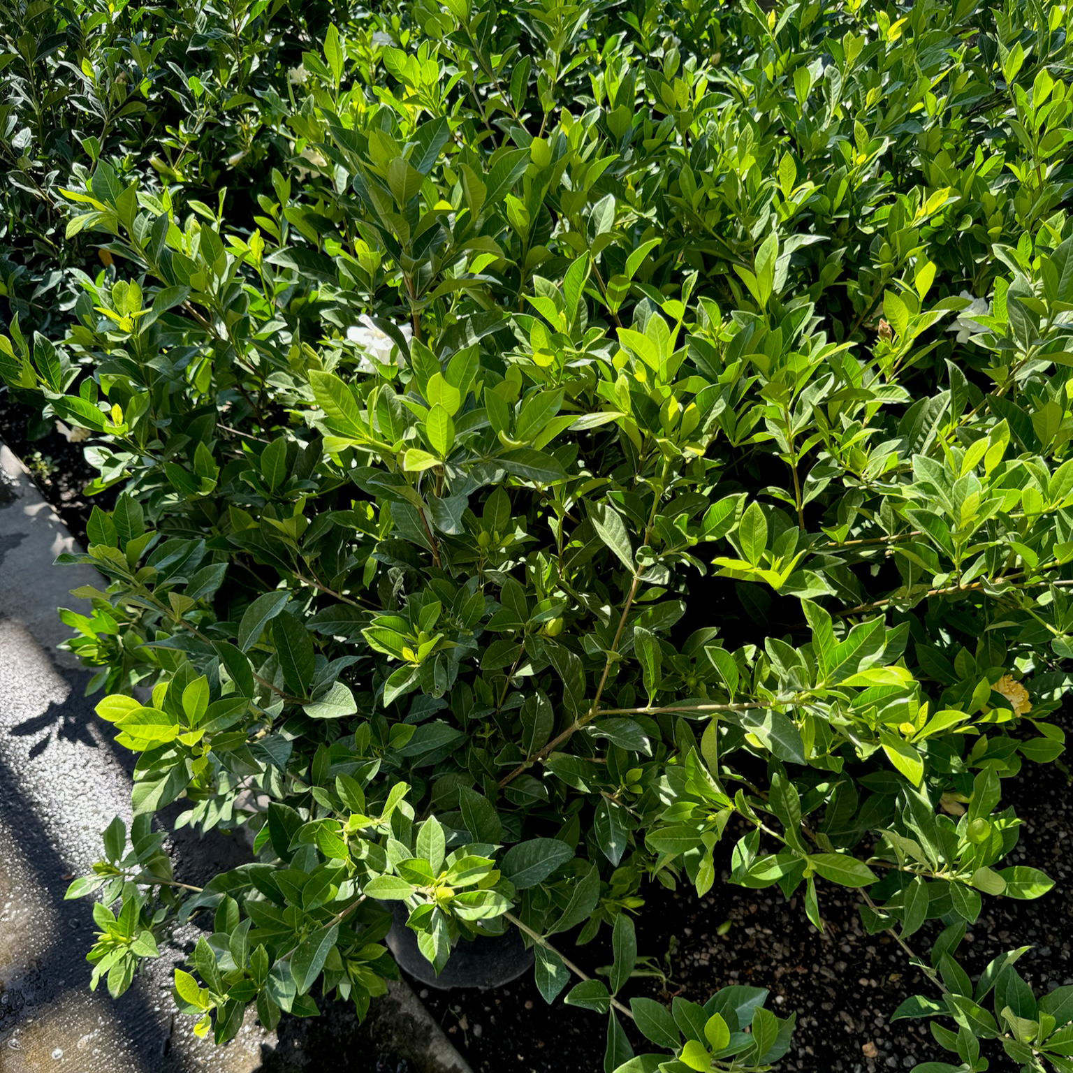 Veitchii Gardenia