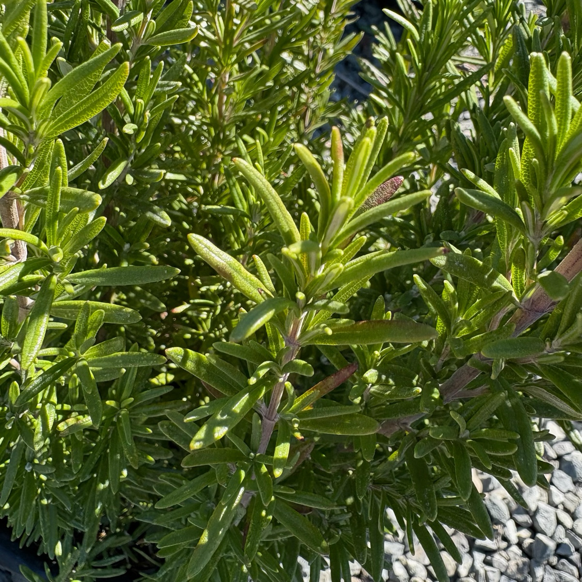 Barbeque Rosemary
