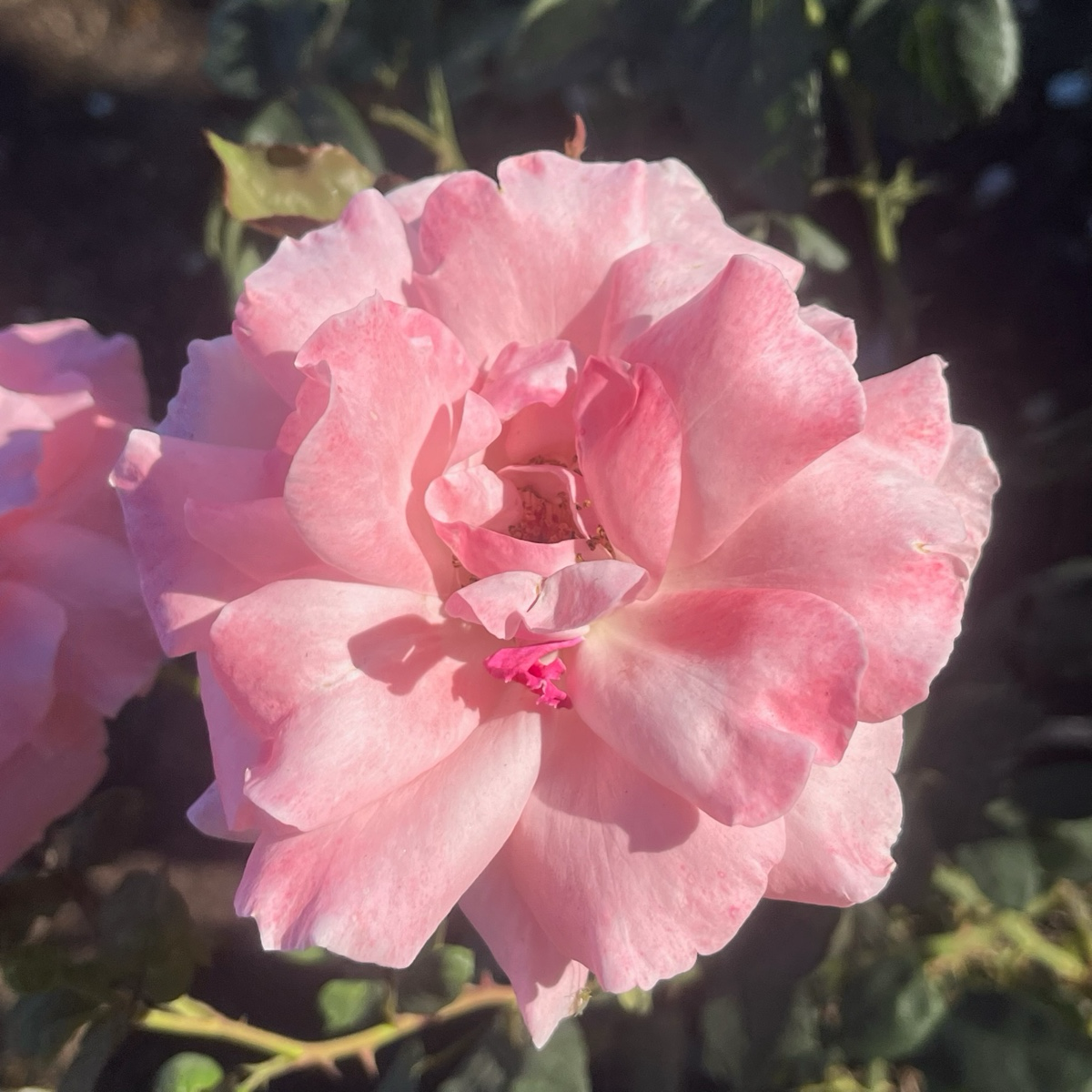 壮花月季-伊丽莎白女王