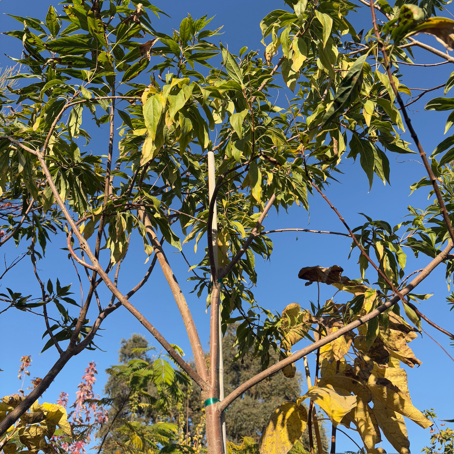 Catalpa willow-Morning clouds