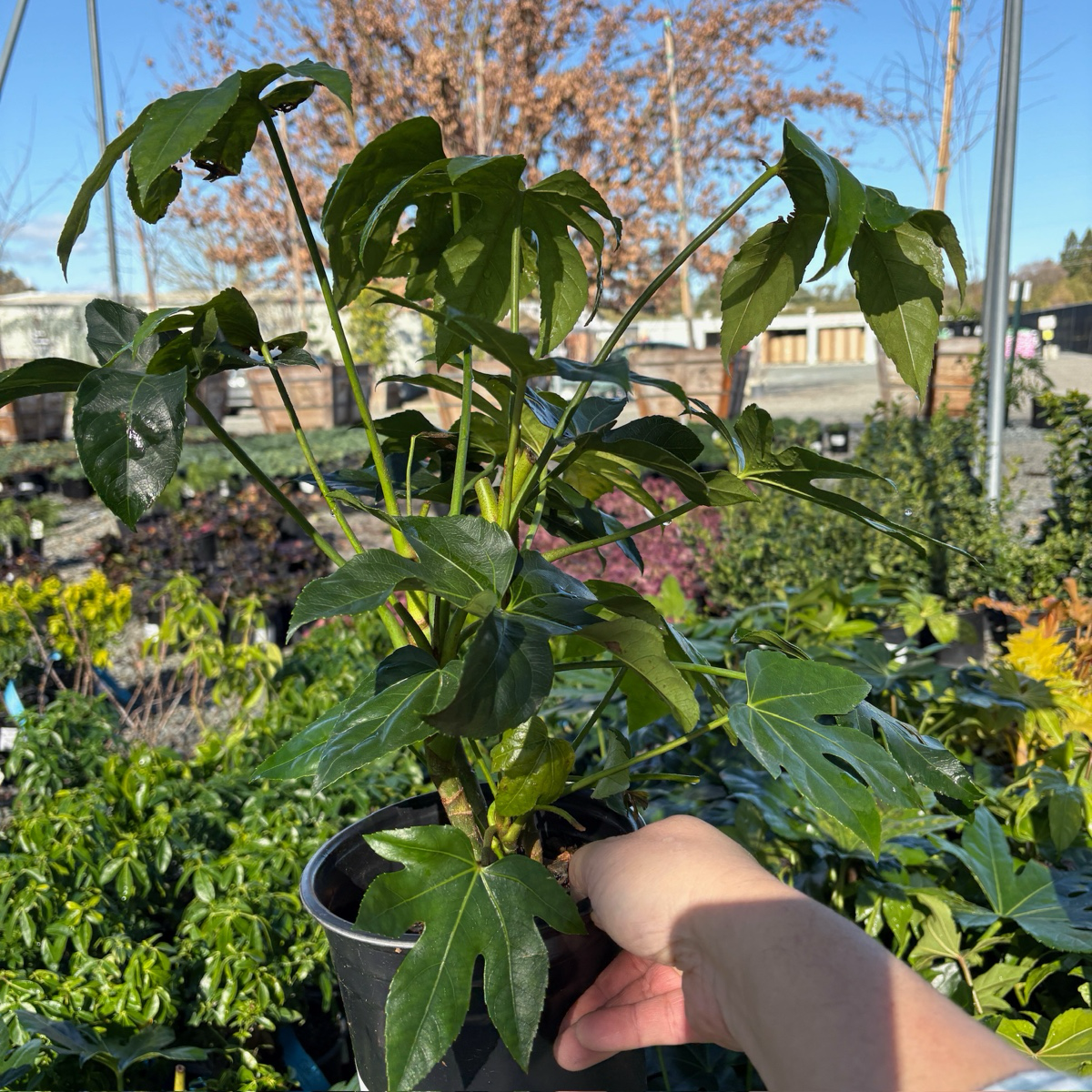 Japanese Aralia