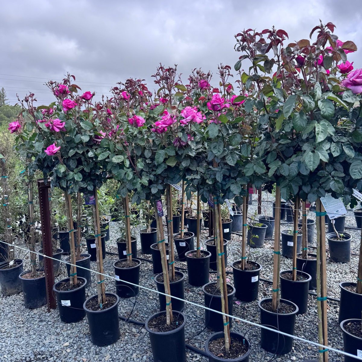 茶香月季-芭芭拉·史翠珊