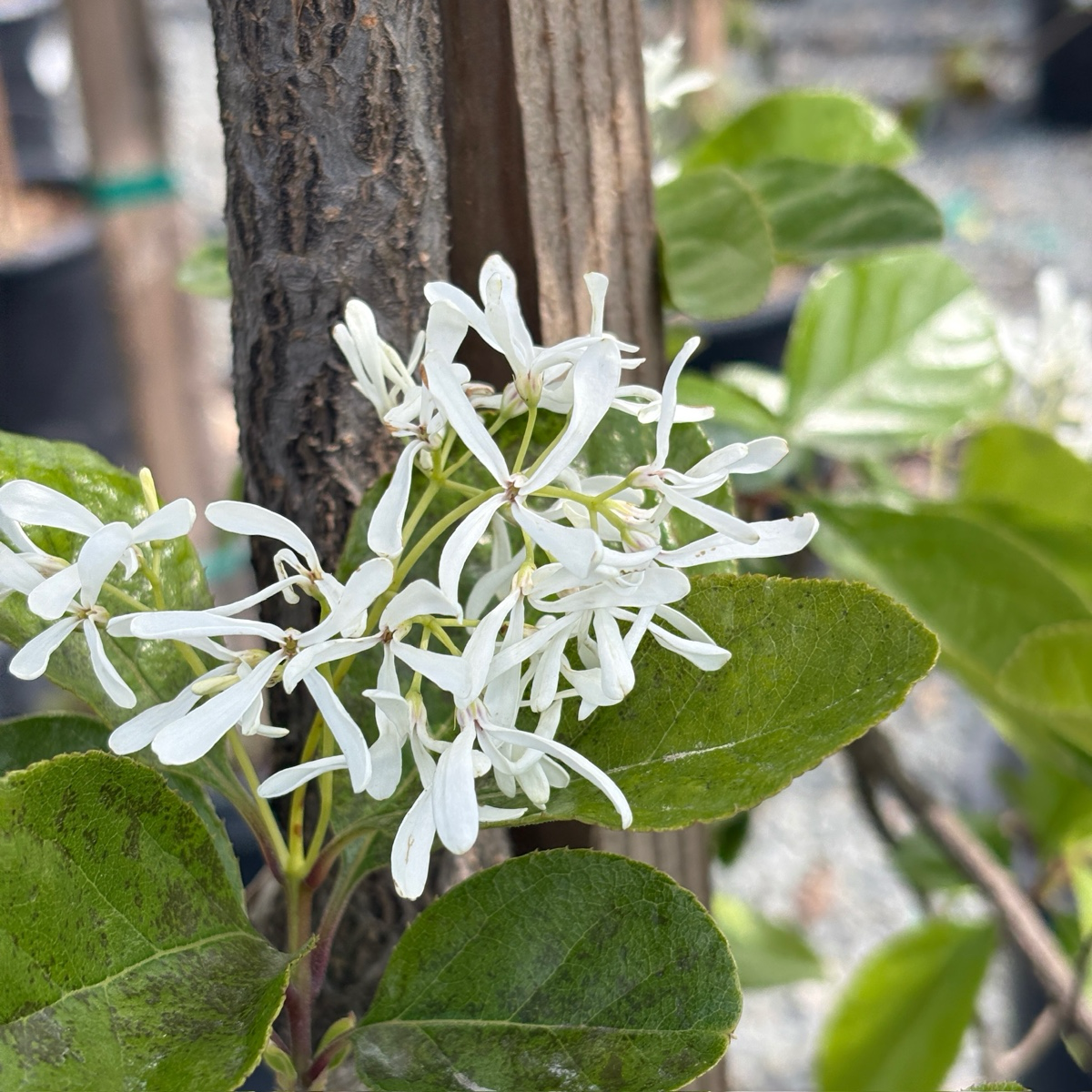 Chinese Fringe Tree
