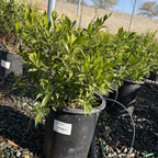 Frostproof Gardenia