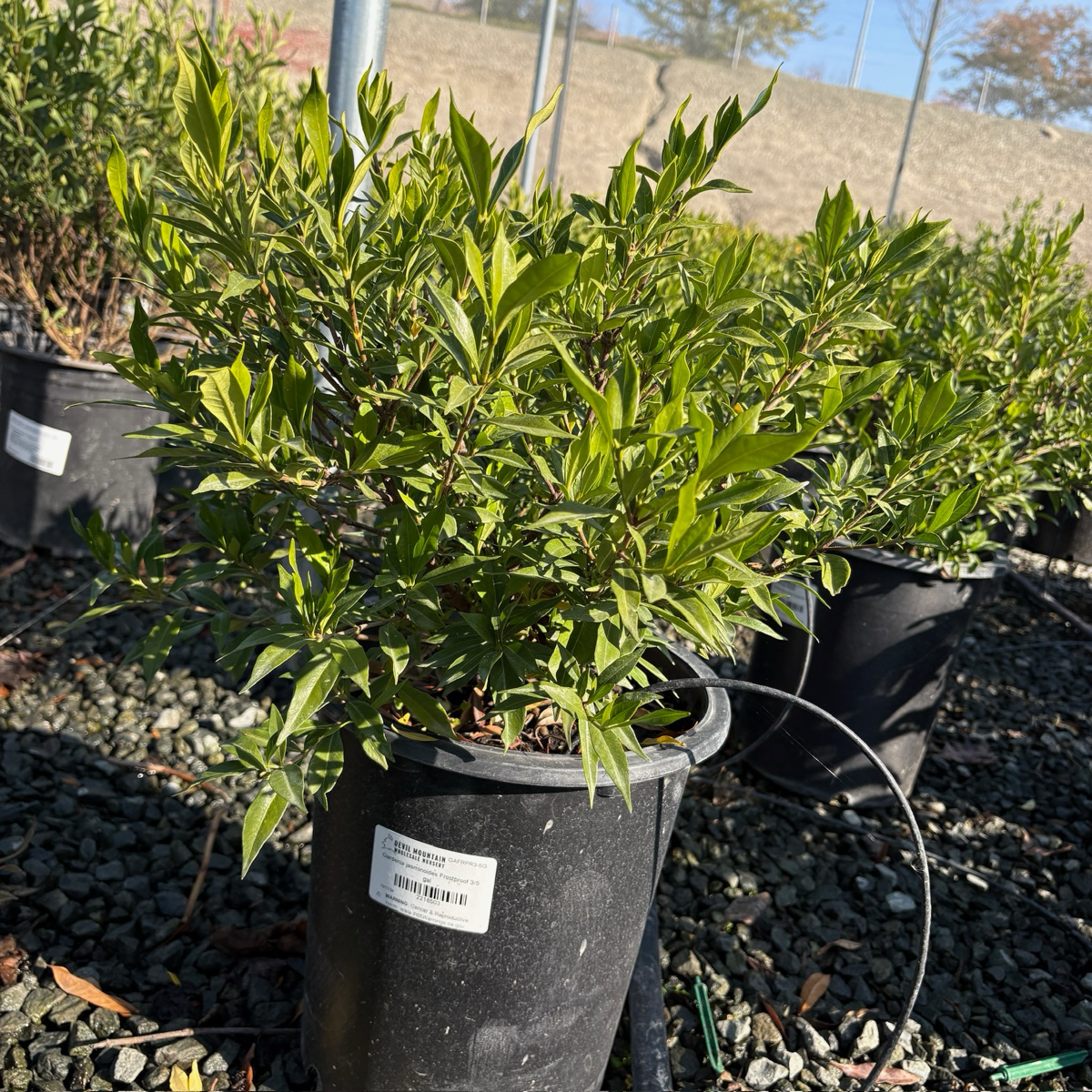 Frostproof Gardenia