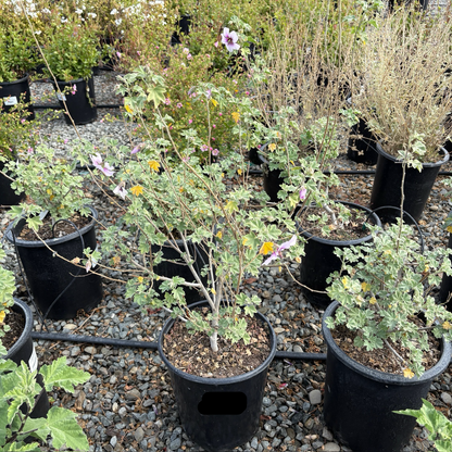 Bicolor Tree Mallow