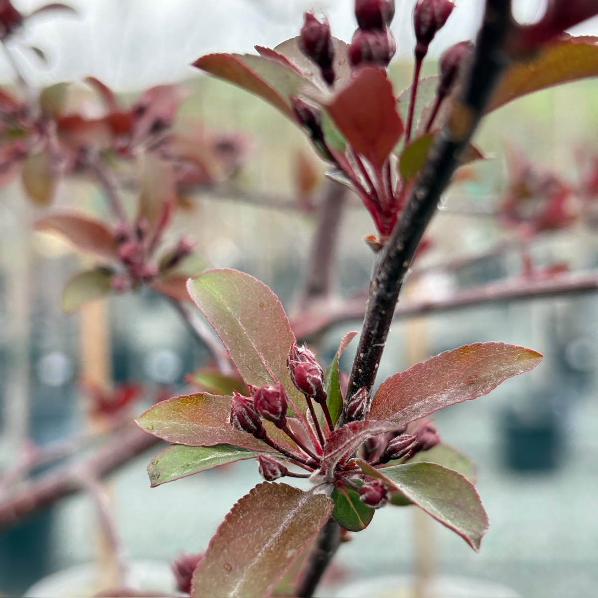 Royal Raindrops Crabapple