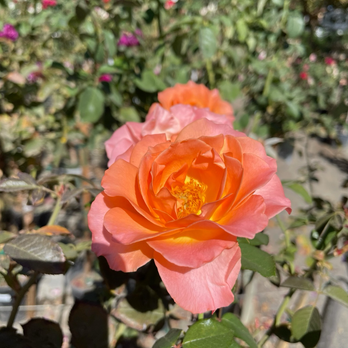 Jump for Joy™ Rose