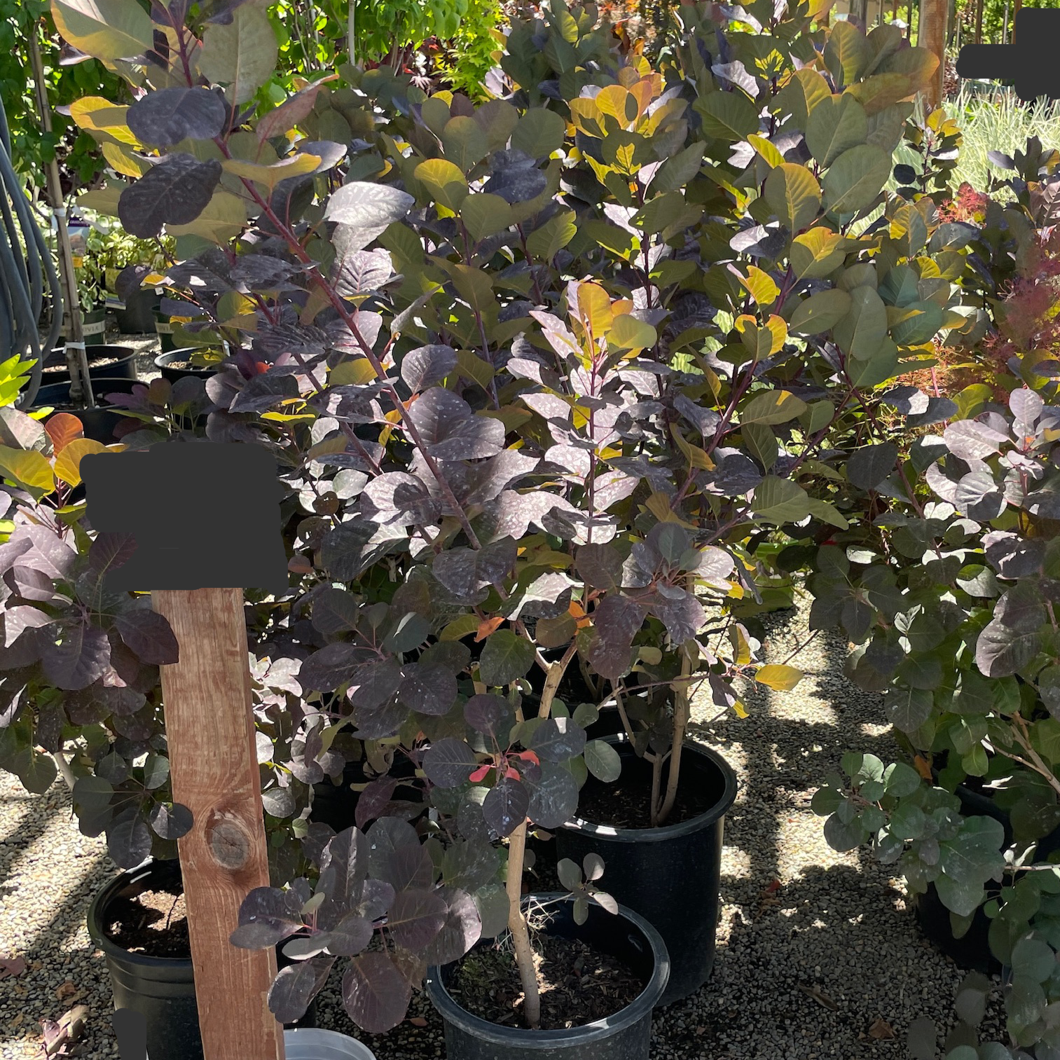 Royal Purple Smoke Bush