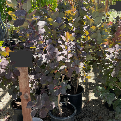 Smoke Tree-Royal Purple Smoke